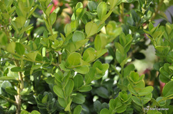 Buxus sempervirens Green Tower — photo 4